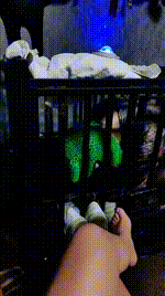 【滢滢】双S-囚禁狗笼_舔臭脚_鞭打踩踏_转胯狗爬【双视角版】JS241231-29_2封面图