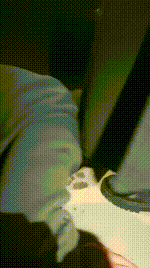 【绯闻王妃】户外骑马遛狗_舔超脏鞋底JS241126-1封面图