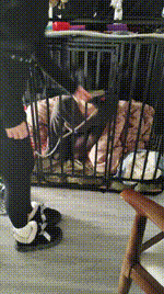 【宝宝大大】囚禁狗笼彻底犬化JS250122-9封面图