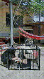 【媚娘工作室】户外囚禁狗笼JS250406-5封面图