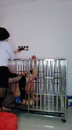 【纱月桃】囚禁狗笼强制虐JS250328-35封面图