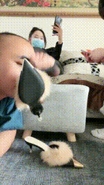 【西北傻子】情侣主-臭脚丫蹂躏踩狗头JS250316-5封面图