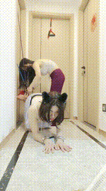 【薇薇】刑具抽打-吊绑滴蜡母畜bf55778封面图