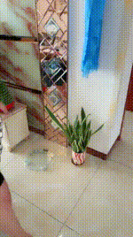 【斯羽情侣主】吃厕纸_高跟踩踏_狠抽耳光【双视角版】JS250326-40_2封面图