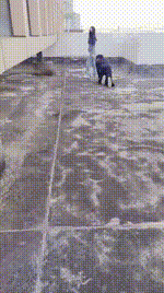 【咩祖】双S-户外遛狗犬化【双视角版】bf59715_2封面图