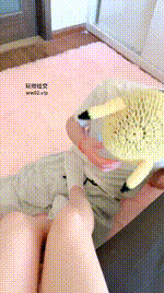 【佳佳】白船袜踩虐奶狗【双视角版】JS241025-4_1封面图